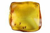 Five Fossil Flies (Diptera) In Baltic Amber #173648-4
